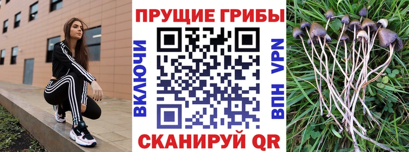 Галлюциногенные грибы Psilocybine cubensis  где купить   Нижнекамск 